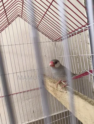 Silver Java Male - 10 Months - 1000 Taka