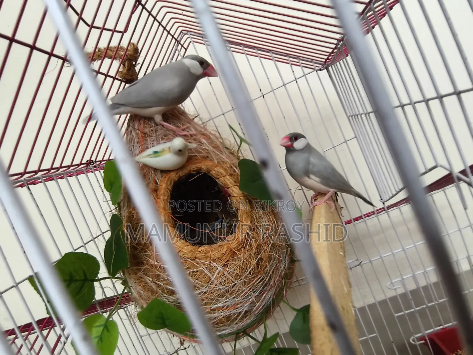 Silver Java Male - 10 Months - 1000 Taka