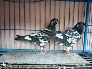 বাচ্চা কবুতর