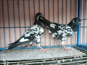 বাচ্চা কবুতর