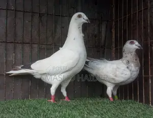 হোমার কবুতর