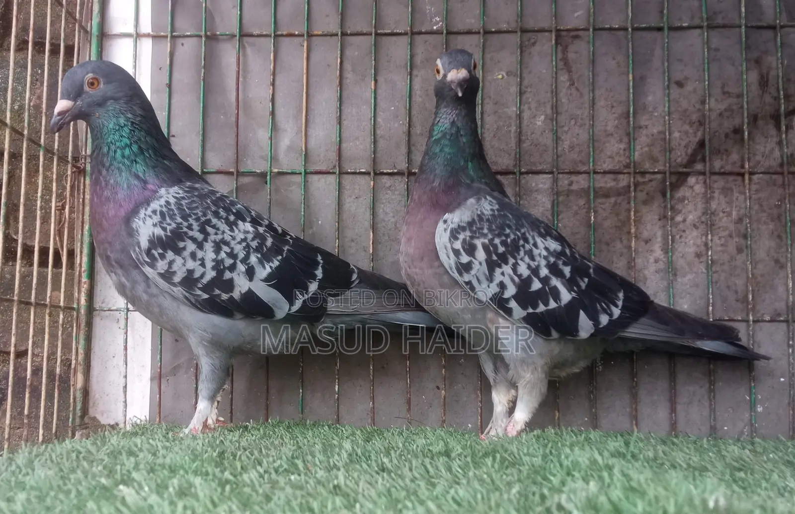 হোমার কবুতর