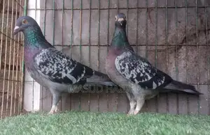 হোমার কবুতর