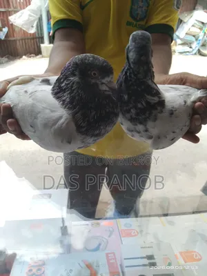 গিরা বাজ কবুতর একজোড়া