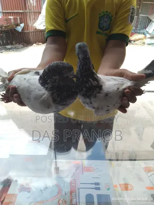 গিরা বাজ কবুতর একজোড়া