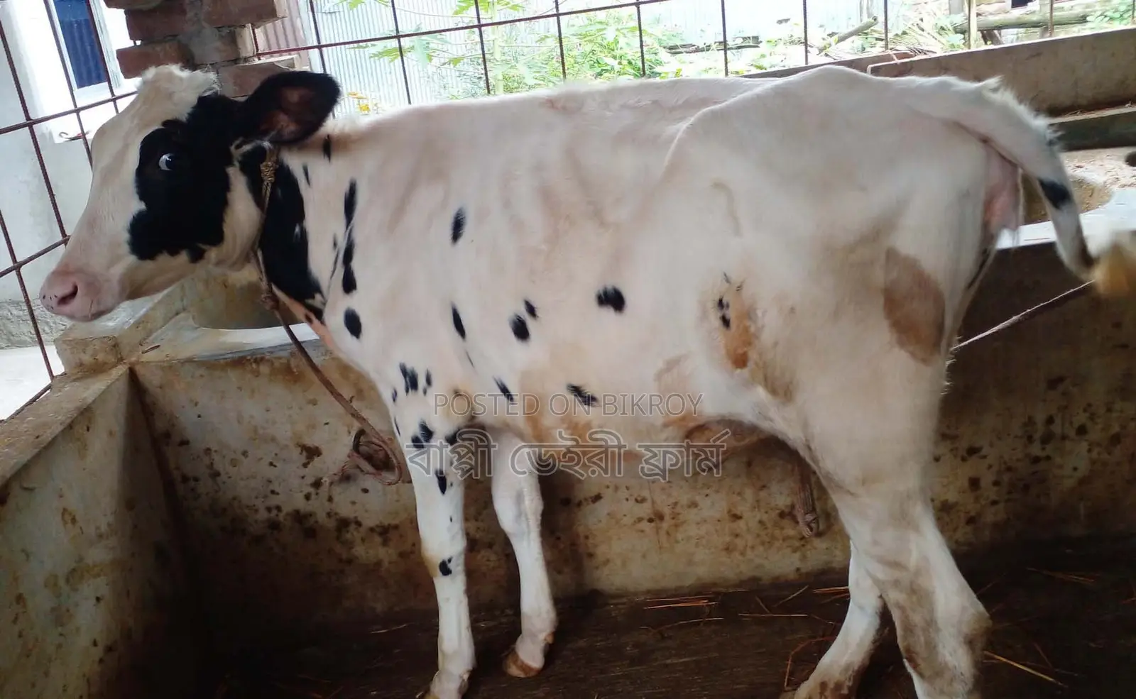 ১৫৯৬ নং উন্নত জাতের বকনা বাছুর কিনুন অল্ল দামে।