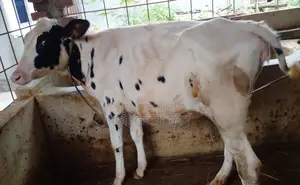 ১৫৯৬ নং উন্নত জাতের বকনা বাছুর কিনুন অল্ল দামে।