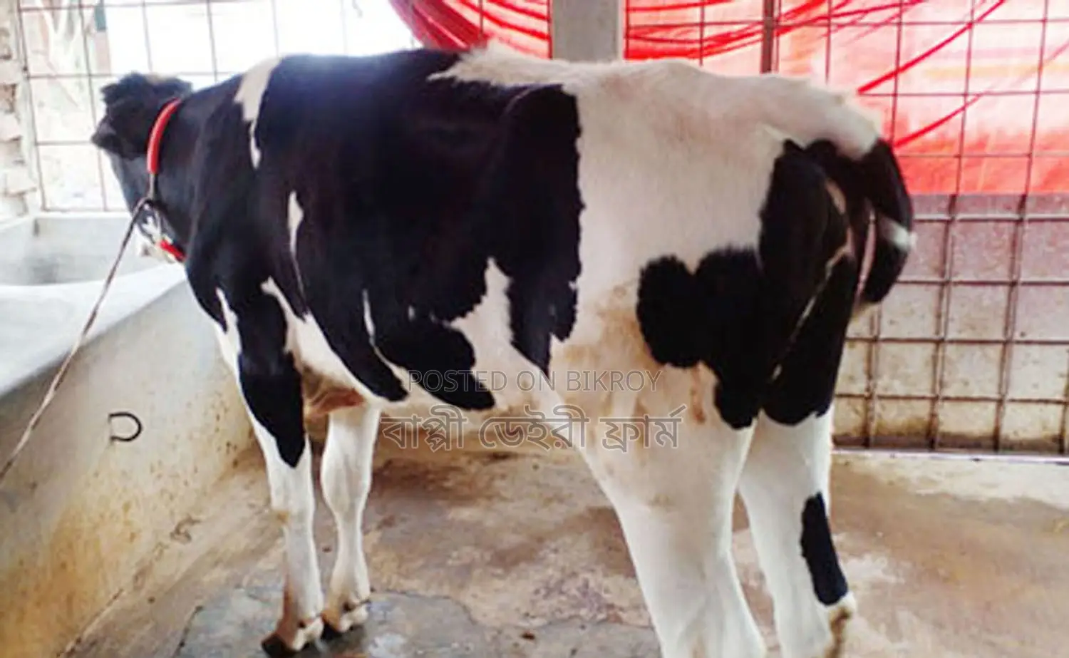 বকনা কিনুন ভালো জাতের পোষার জন্য।( সিরিয়াল নং ১৫৯৭)