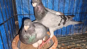 খুব সুন্দর এক জোড়া বিউটি হুমা মোবাইল নাম্বার