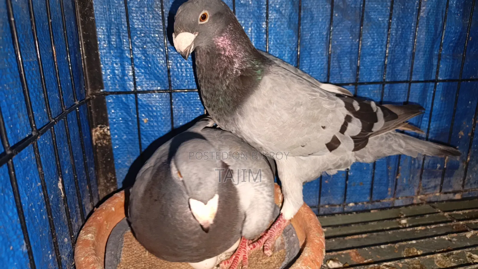 খুব সুন্দর এক জোড়া বিউটি হুমা মোবাইল নাম্বার