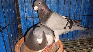 খুব সুন্দর এক জোড়া বিউটি হুমা মোবাইল নাম্বার