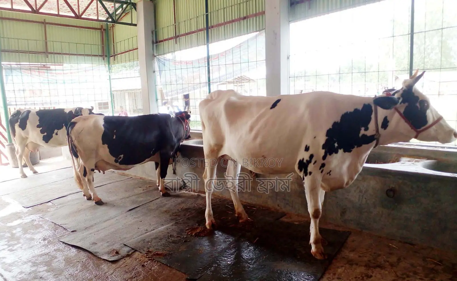 ১৫৯৮ নং ৩টি গাভী বিক্রয় হবে ভালো জাতের।