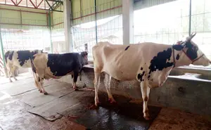 ১৫৯৮ নং ৩টি গাভী বিক্রয় হবে ভালো জাতের।