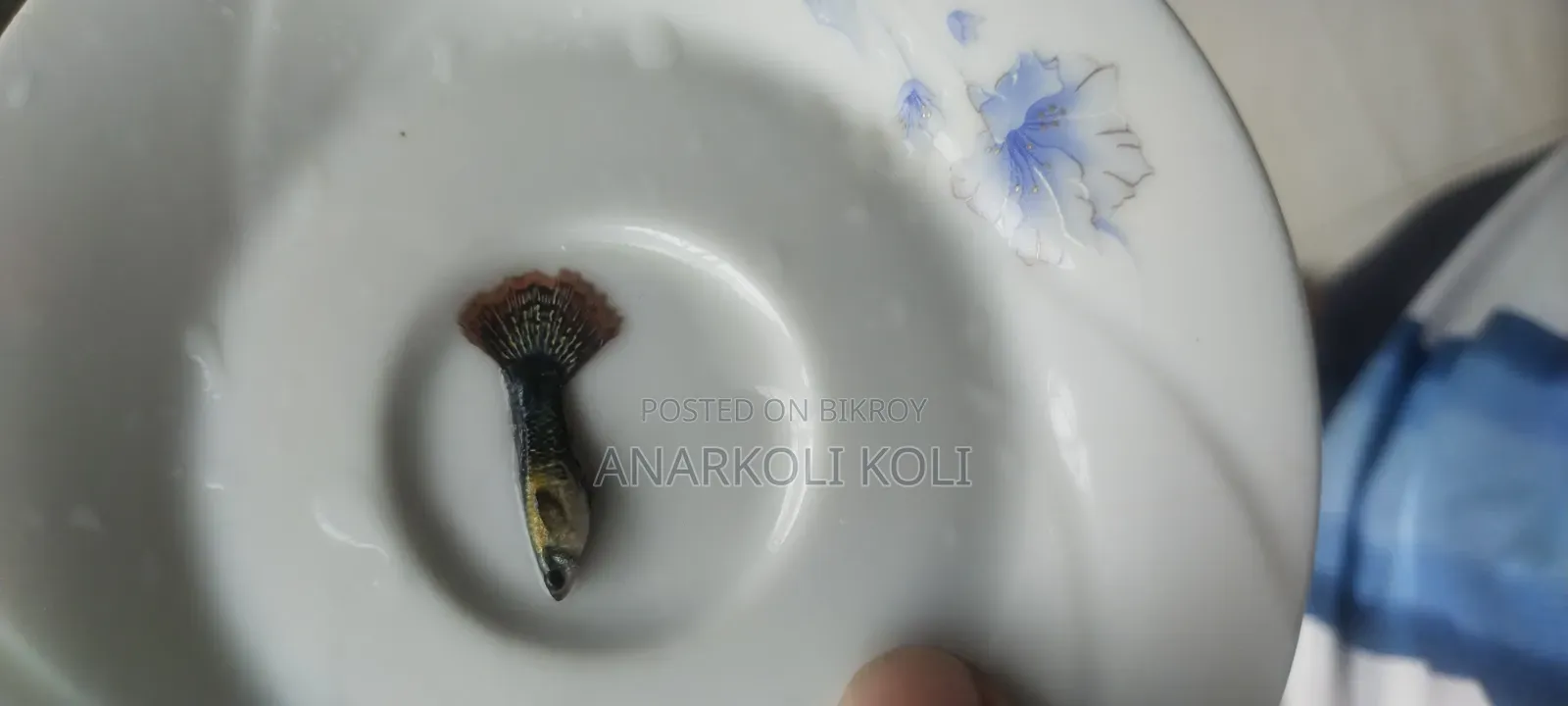 আকর্ষণীয় গাপ্পি। ফেন্সি রেড ড্রাগন গাপ্পি। পাচ্ছেন সুলভ মূল্যে