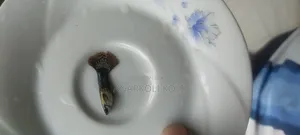 আকর্ষণীয় গাপ্পি। ফেন্সি রেড ড্রাগন গাপ্পি। পাচ্ছেন সুলভ মূল্যে