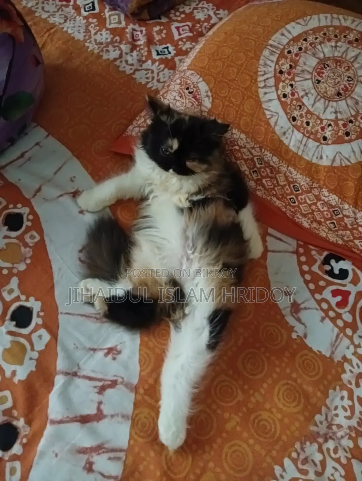 3-6 Months Female Purebred Persian