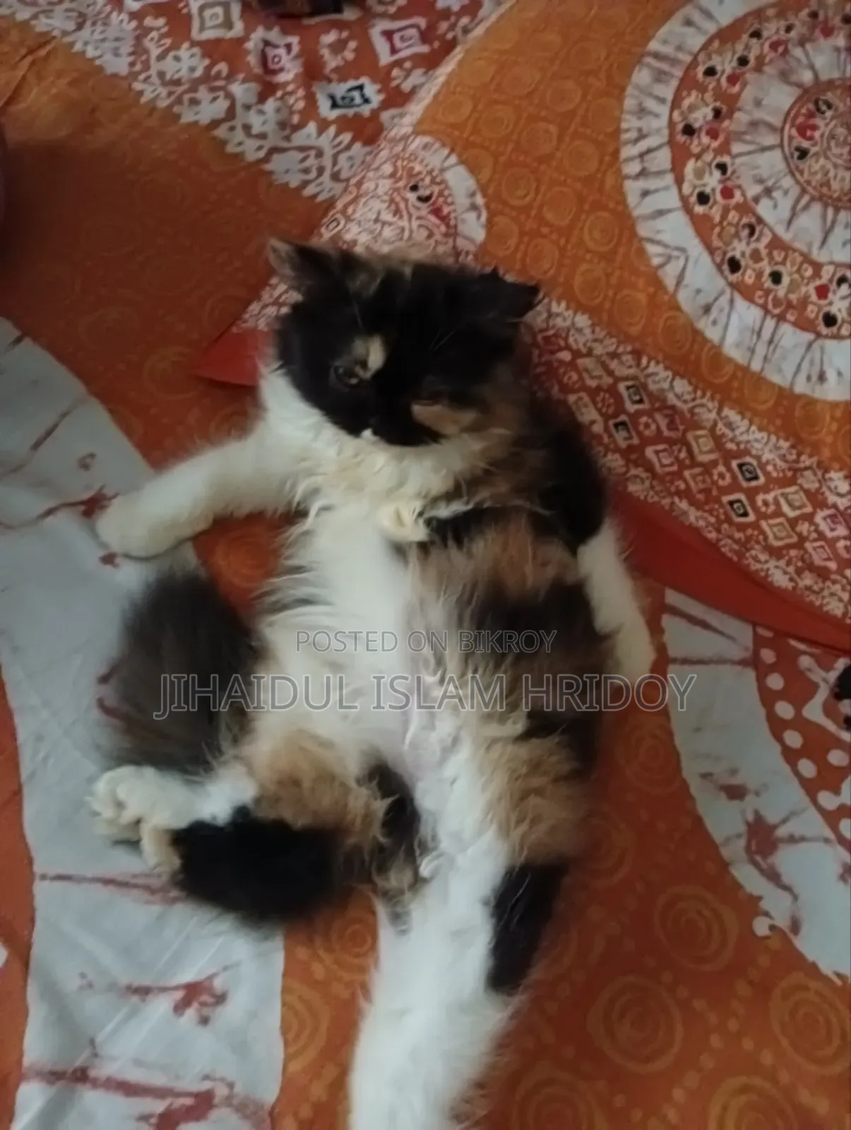 3-6 Months Female Purebred Persian