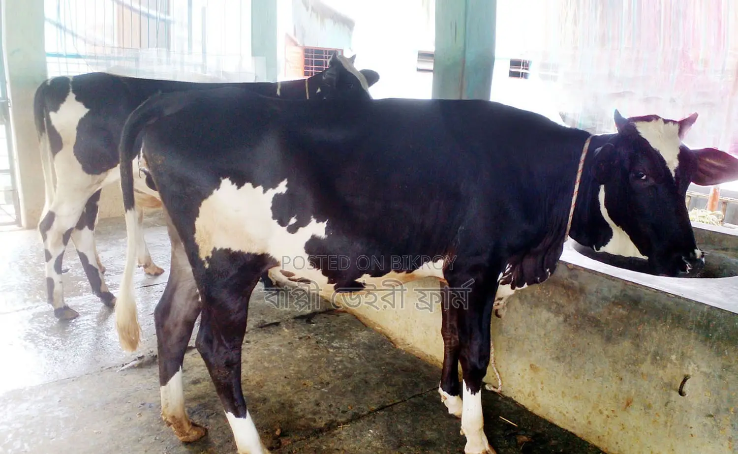 ১৫৯৯নং ২টি বকনা বিক্রয় হবে ভালো জাতের ।
