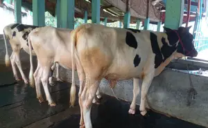 ১৬০০নং ৩টি বকনা বিক্রয় হবে ভালো জাতের।