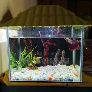 Betta Fish and Aquarium
