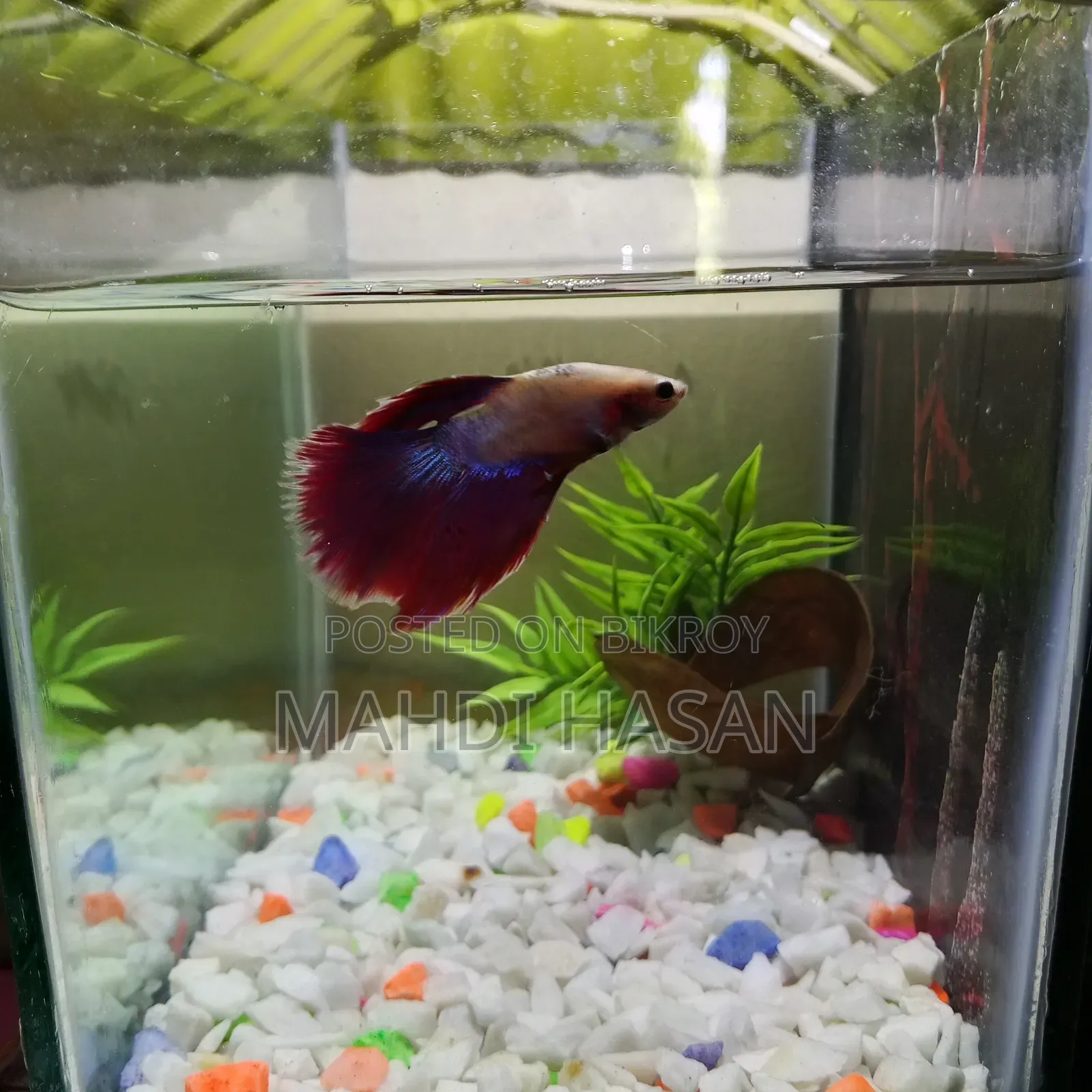 Betta Fish and Aquarium