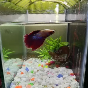 Betta Fish and Aquarium