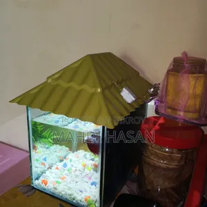 Betta Fish and Aquarium
