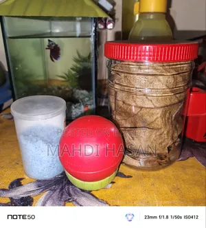 Betta Fish and Aquarium