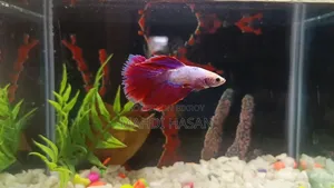 Betta Fish and Aquarium