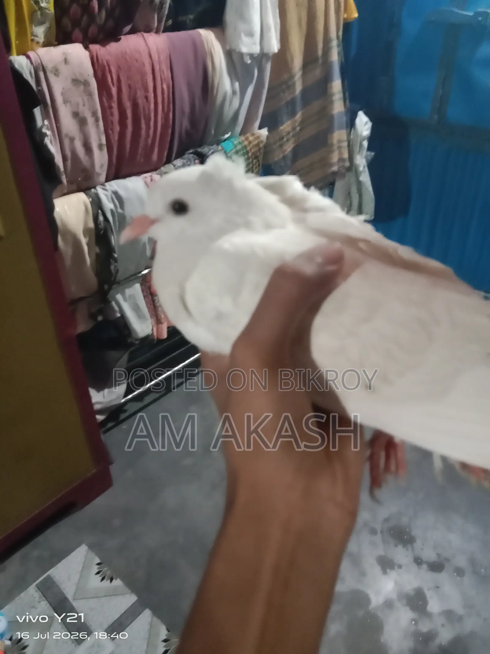 দেশি কবুতর