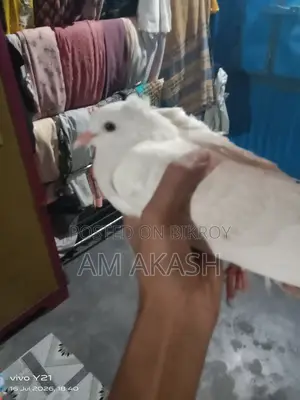 দেশি কবুতর