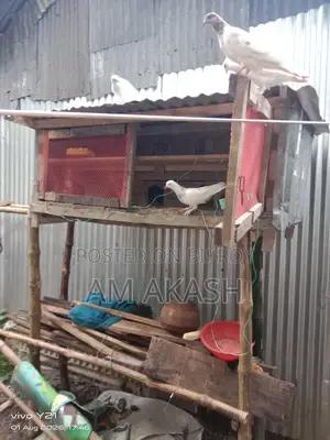 দেশি কবুতর