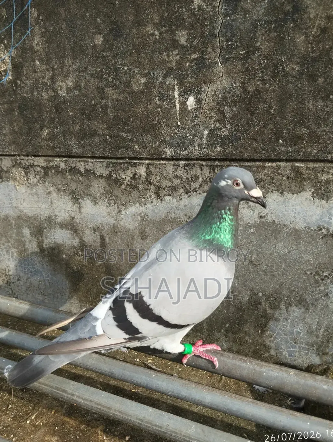 রেসার অনেক ভালো যাতে র