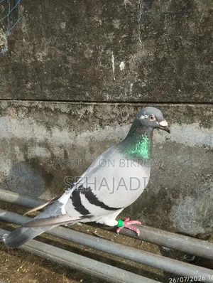 রেসার অনেক ভালো যাতে র