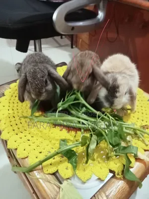 Holland Lop Rabbit