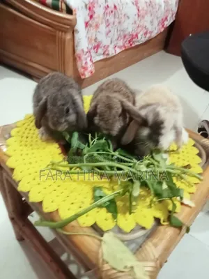 Holland Lop Rabbit