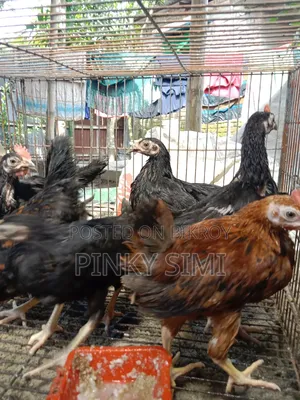 দেশি মুরগির বাচ্চা