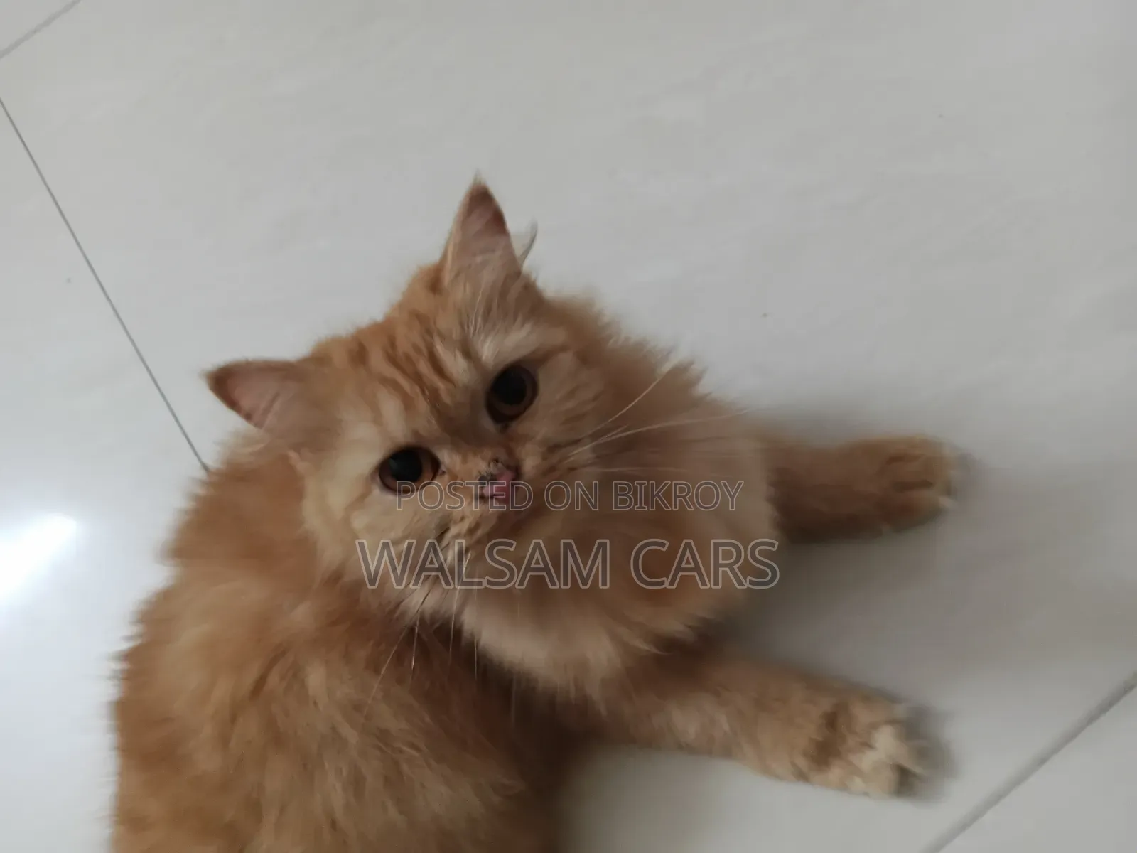 1+ Year Female Purebred Persian
