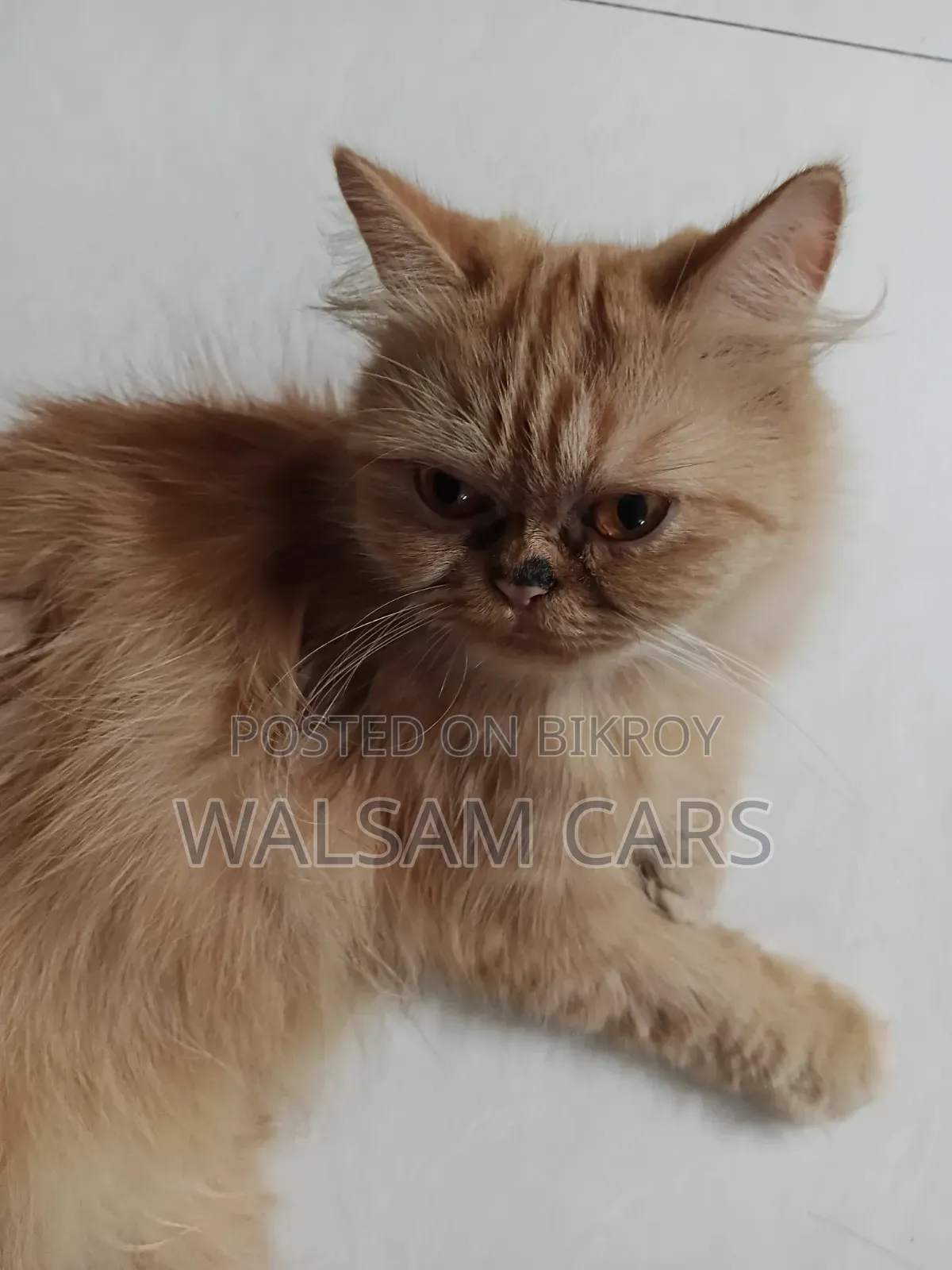 1+ Year Female Purebred Persian