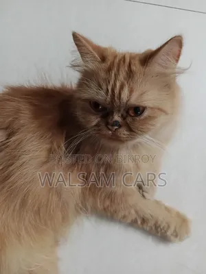 1+ Year Female Purebred Persian