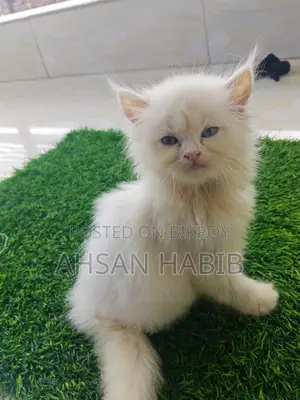 1-3 months Male Purebred Persian