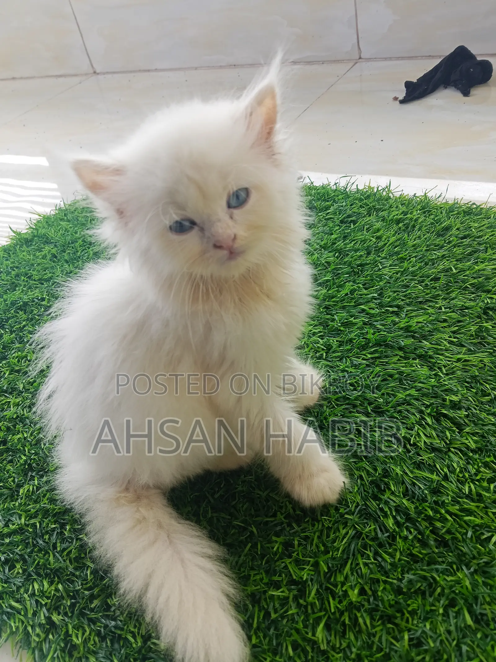 1-3 months Male Purebred Persian