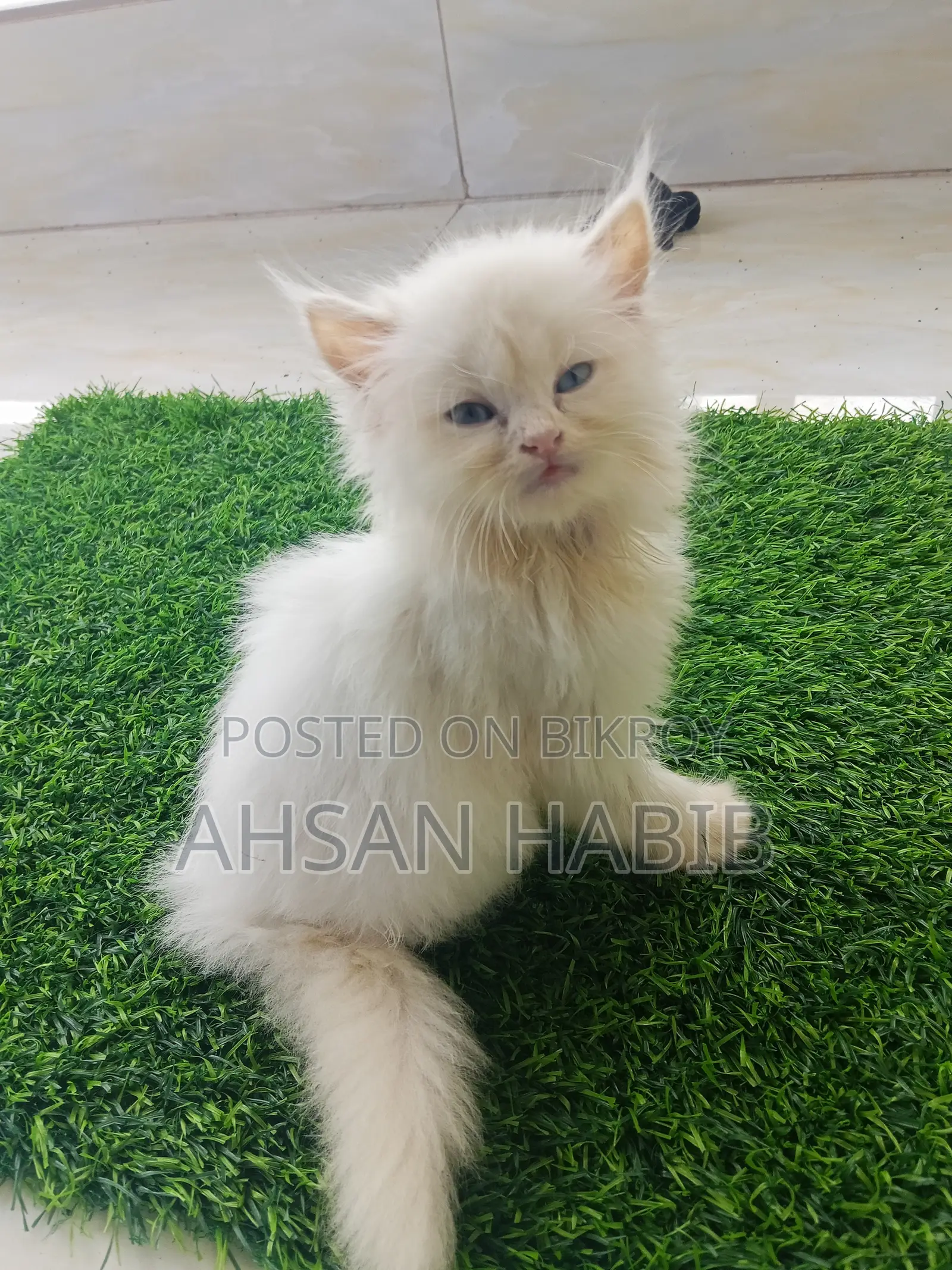 1-3 months Male Purebred Persian