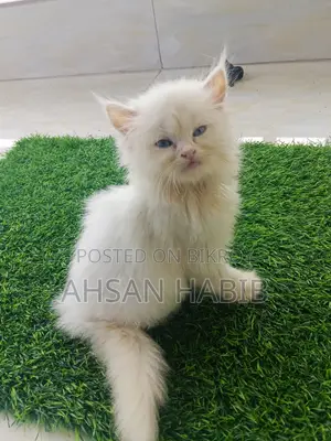 1-3 months Male Purebred Persian