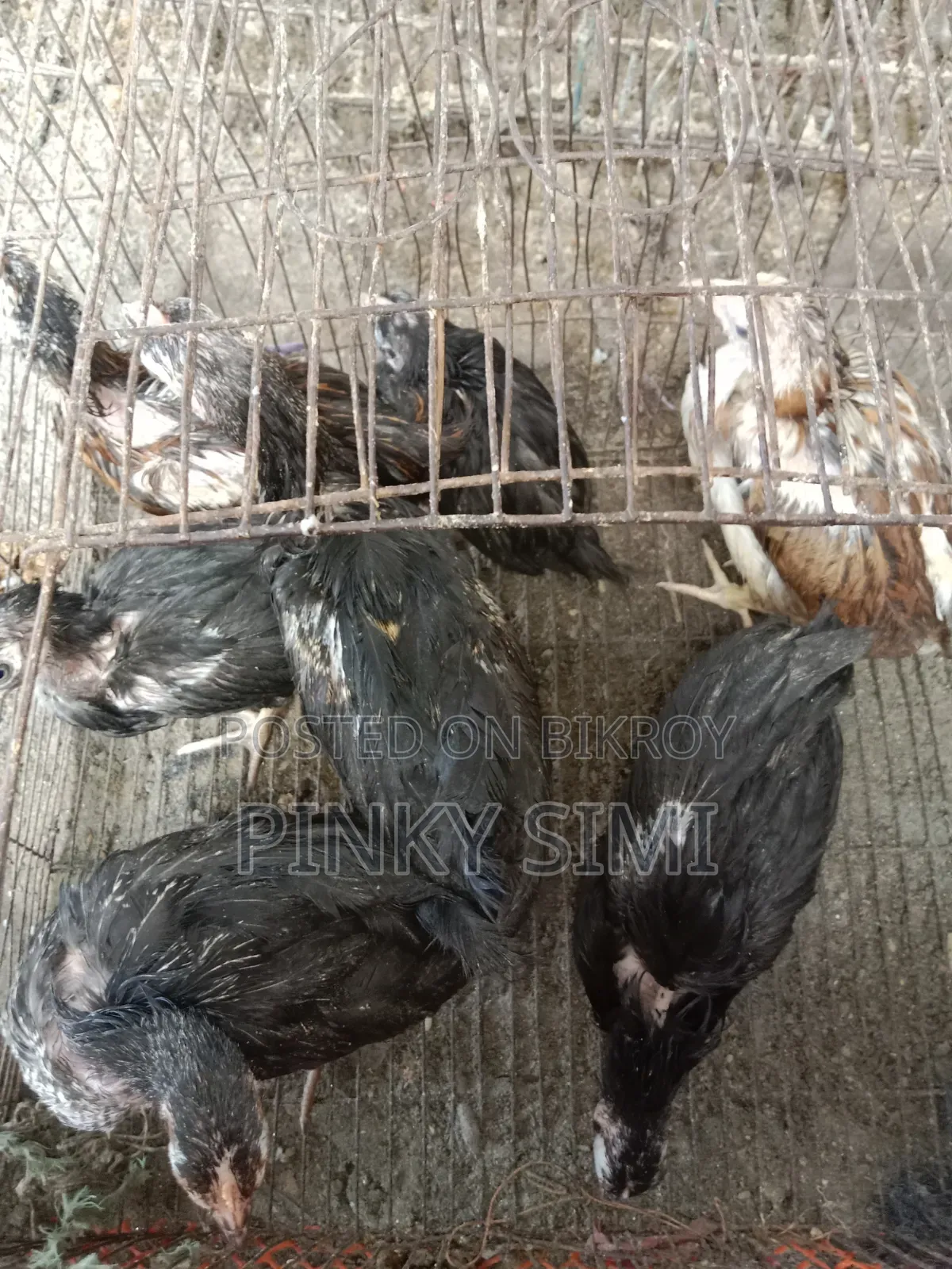 দেশি মুরগির বাচ্চা