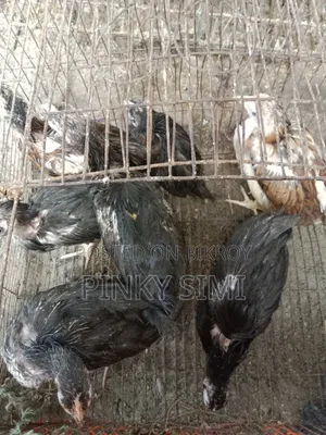 দেশি মুরগির বাচ্চা