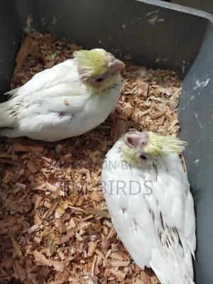 Cocatail Baby Sell
