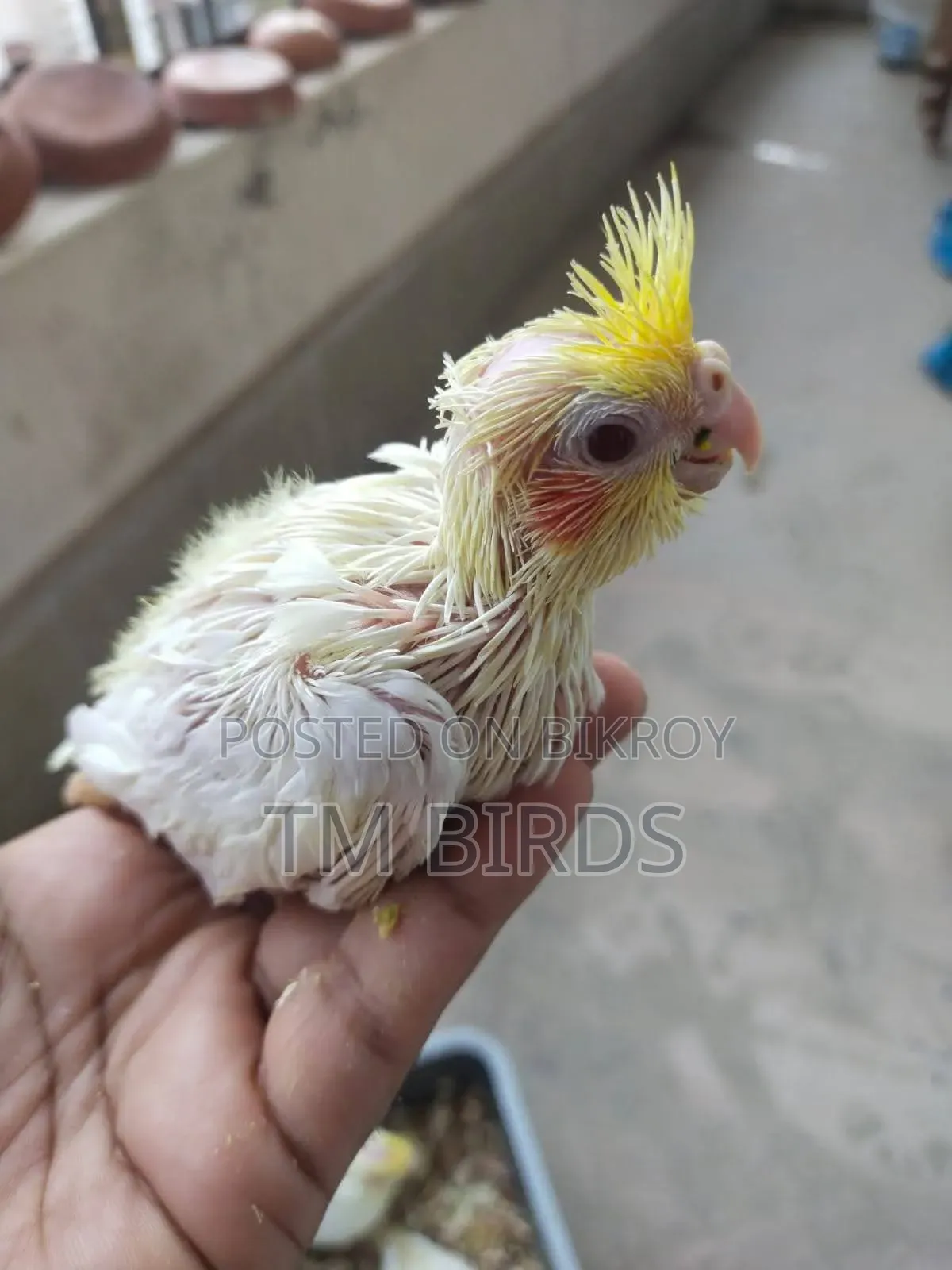 Cocatail Baby Sell