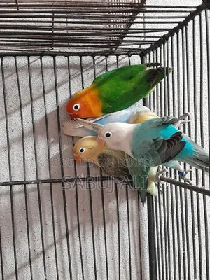 Love Bird Opaline