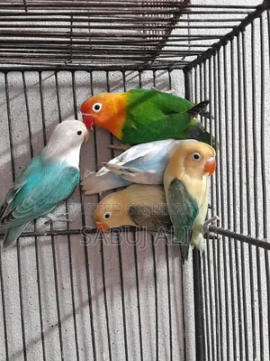 Love Bird Opaline